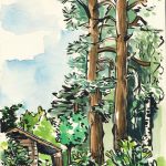 Garden round the cabin